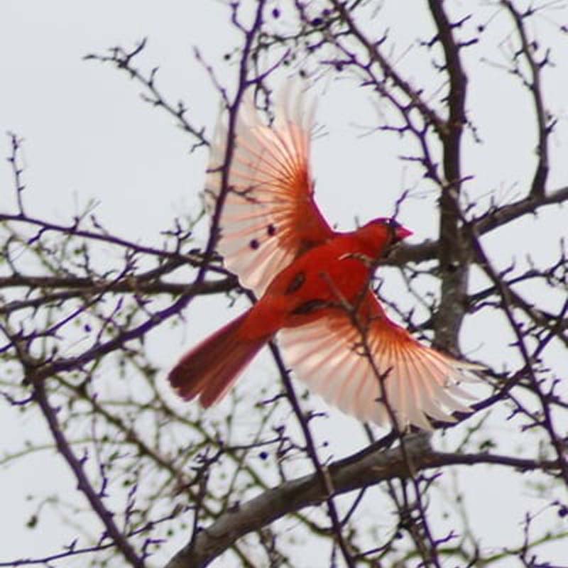 Kolibri-Gedächtnis-Halskette